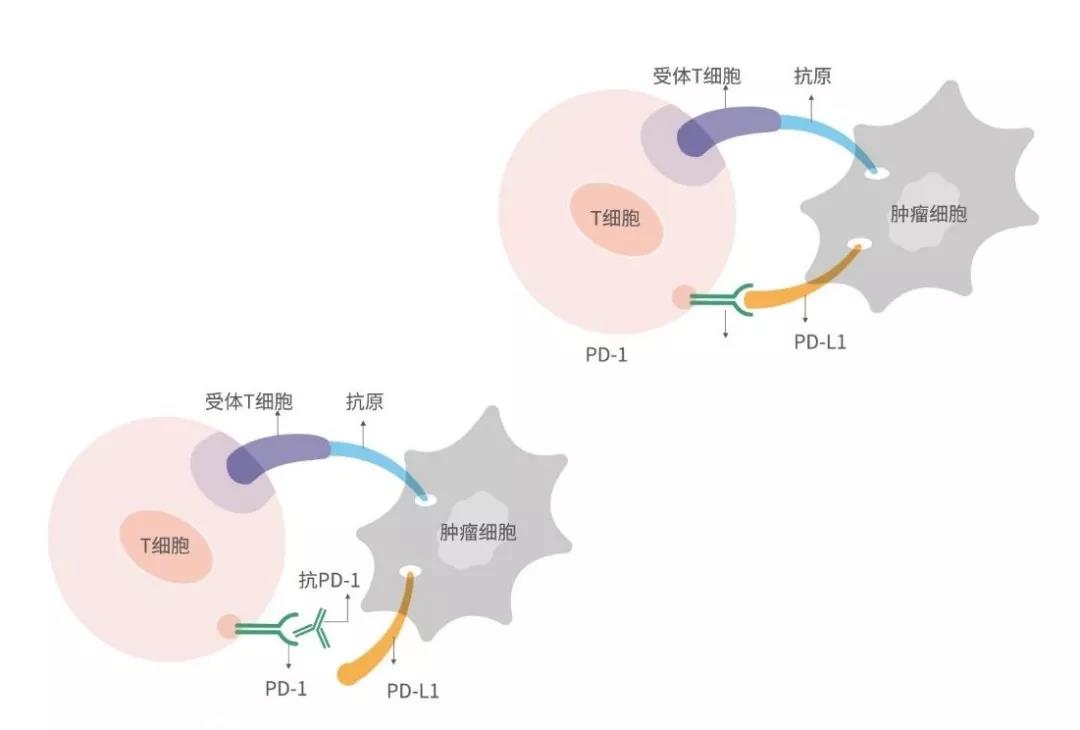 d88尊龙z6(中国区)大康健有限公司-官方网站
